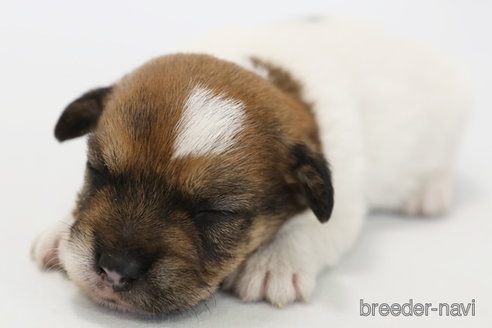 成約済の神奈川県のジャックラッセルテリア-335893の1枚目